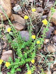 Helichrysum cymosum