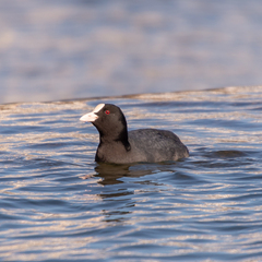 Fulica atra