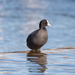 Fulica atra