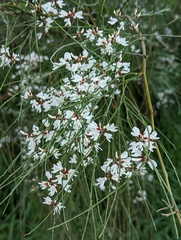 Retama monosperma