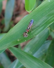 Tanypezidae