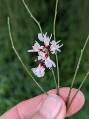 Retama monosperma