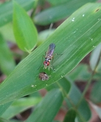 Tanypezidae