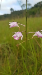 Galeandra styllomisantha