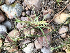 Struthiola parviflora