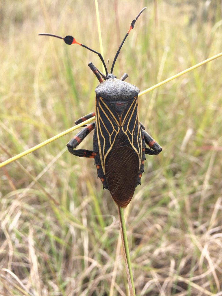 Thasus gigas from Carretera El Colorado-Higuerillas, Colón, QRO, MX on ...