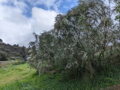 Retama monosperma