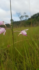 Galeandra styllomisantha