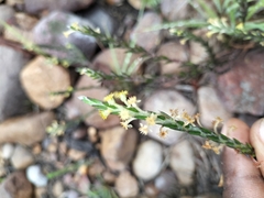 Struthiola parviflora
