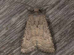 Protorthodes melanopis