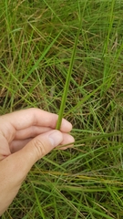 Galeandra styllomisantha