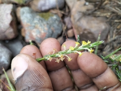 Struthiola parviflora
