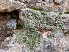 Squamarina cartilaginea