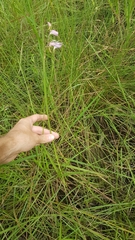 Galeandra styllomisantha