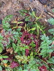 Synchytrium papillatum