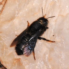 Megachile parietina