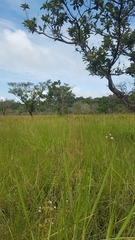 Galeandra styllomisantha