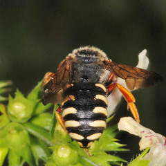 Rhodanthidium septemdentatum