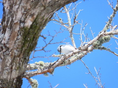 Sitta europaea