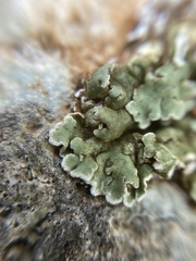 Squamarina cartilaginea