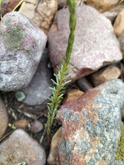 Struthiola parviflora