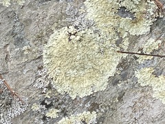 Flavoparmelia baltimorensis