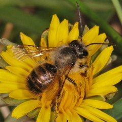 Osmia