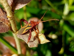 Crinocerus sanctus