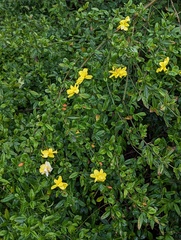 Jasminum mesnyi