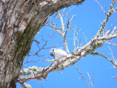Sitta europaea