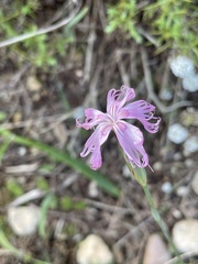 Dianthus broteri