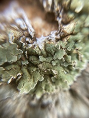 Squamarina cartilaginea