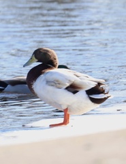 Anas platyrhynchos domesticus