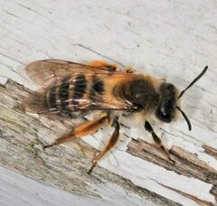 Melandrena