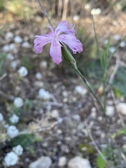 Dianthus broteri