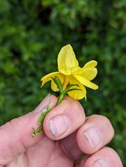 Jasminum mesnyi