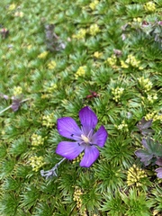 Gentianella cerastioides