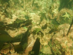 Aulorhynchus flavidus