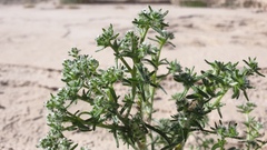 Cryptantha maritima maritima