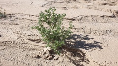 Cryptantha maritima maritima