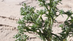 Cryptantha maritima maritima
