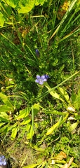 Gentiana calycosa