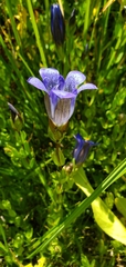 Gentiana calycosa