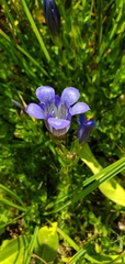 Gentiana calycosa