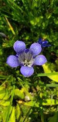 Gentiana calycosa