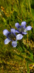 Gentiana calycosa