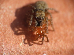 Euophrys