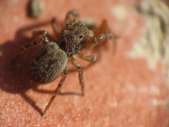 Euophrys