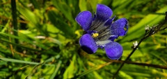 Gentiana calycosa