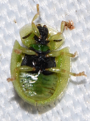 Cassida hemisphaerica